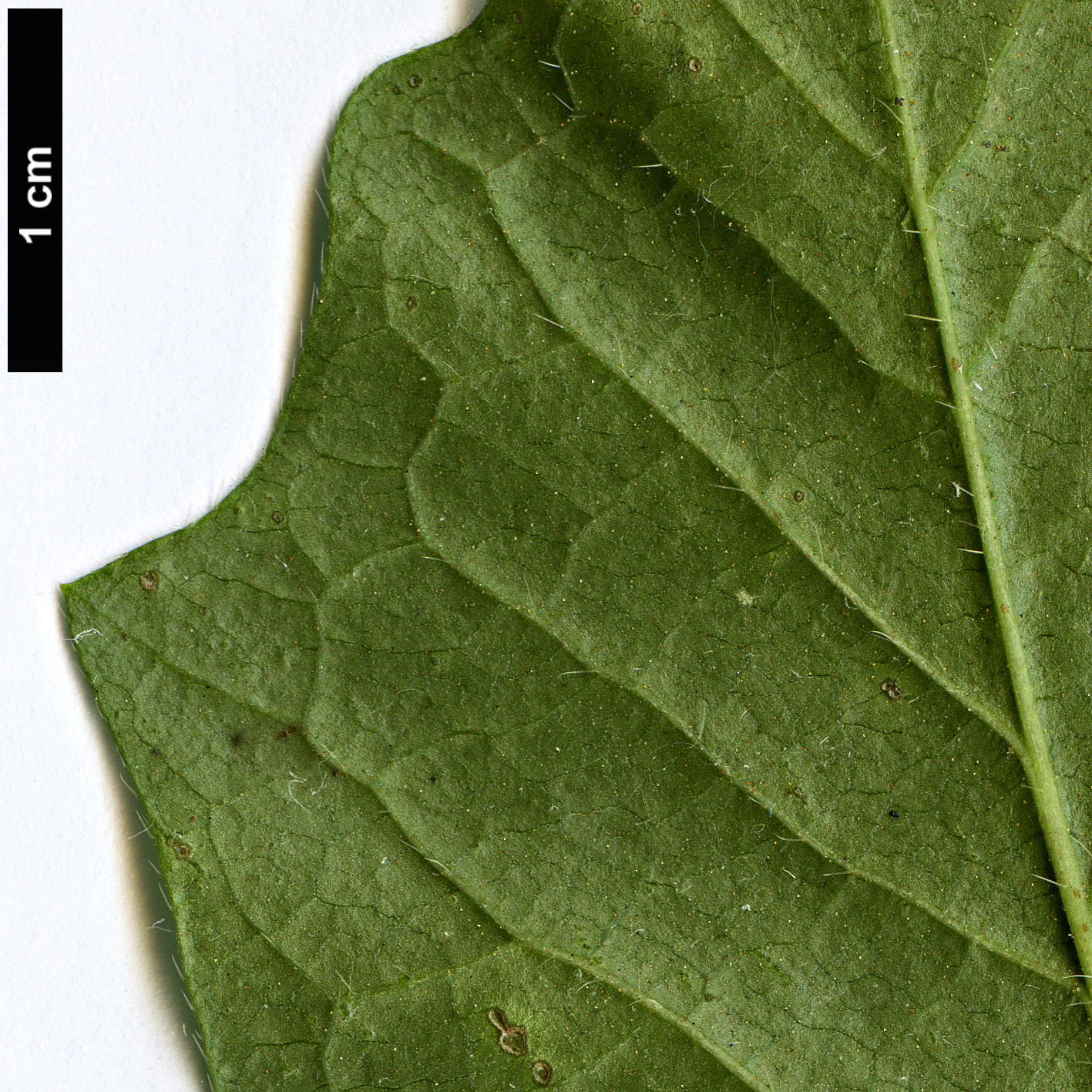 High resolution image: Family: Caprifoliaceae - Genus: Lonicera - Taxon: vesicaria